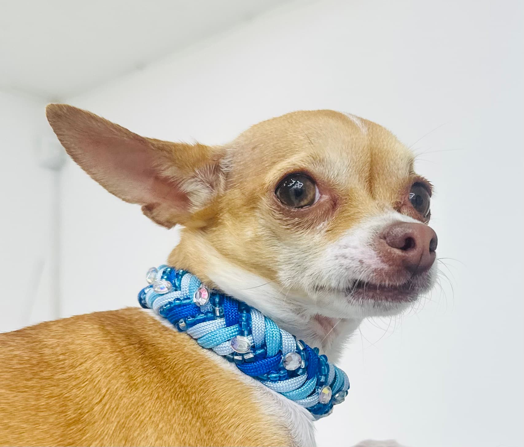 Collar personalizado especial PatitasCoquetas